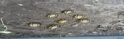 Tortoise reptiles for sale: Western Hermanns Tortoise - Advert 1