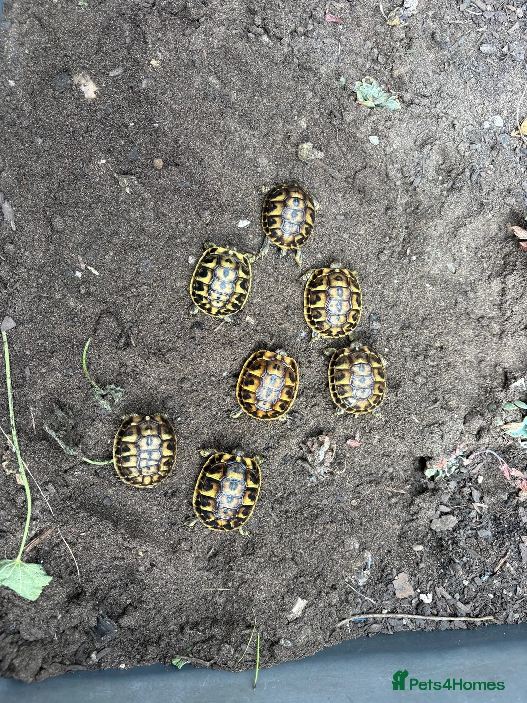 Tortoise reptiles for sale: Western Hermanns Tortoise - Advert 1