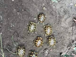 Tortoise reptiles Western Hermanns Tortoise - Advert 4
