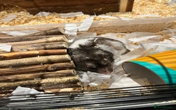 Hamster rodents for sale: Hamster looking for a new home - Image 3
