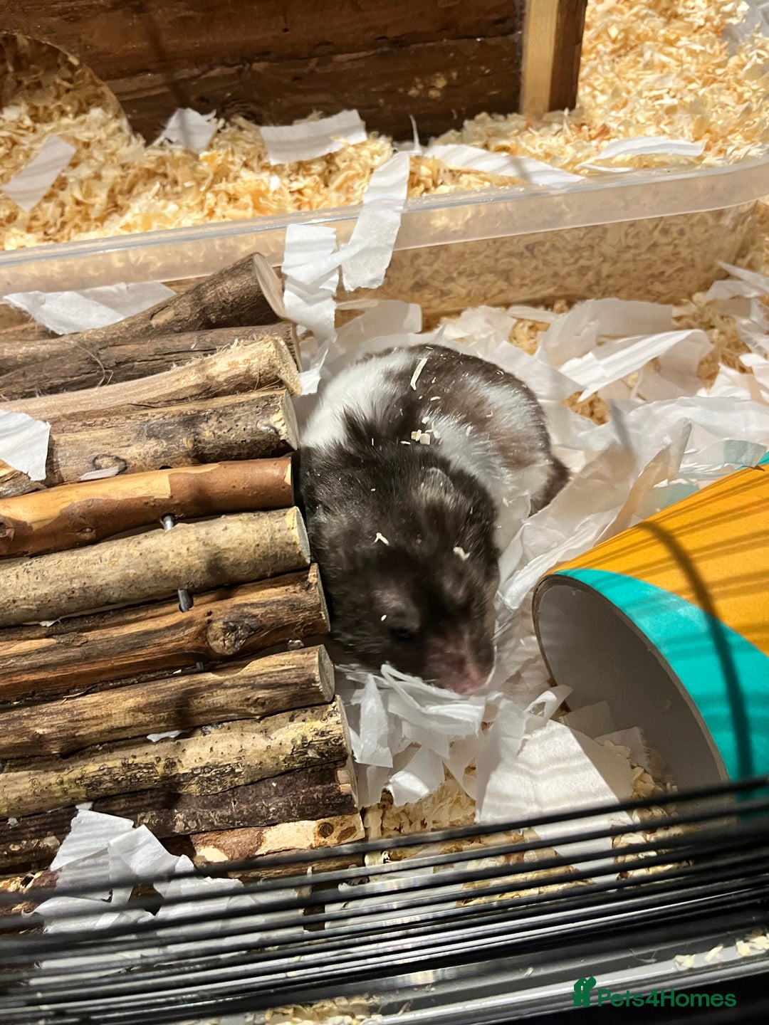 Hamster rodents for sale: Hamster looking for a new home - Image 3