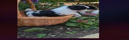 Lhasa Apso dogs for sale: Adorable Lhasa Apso puppies KC registered  - Advert 6
