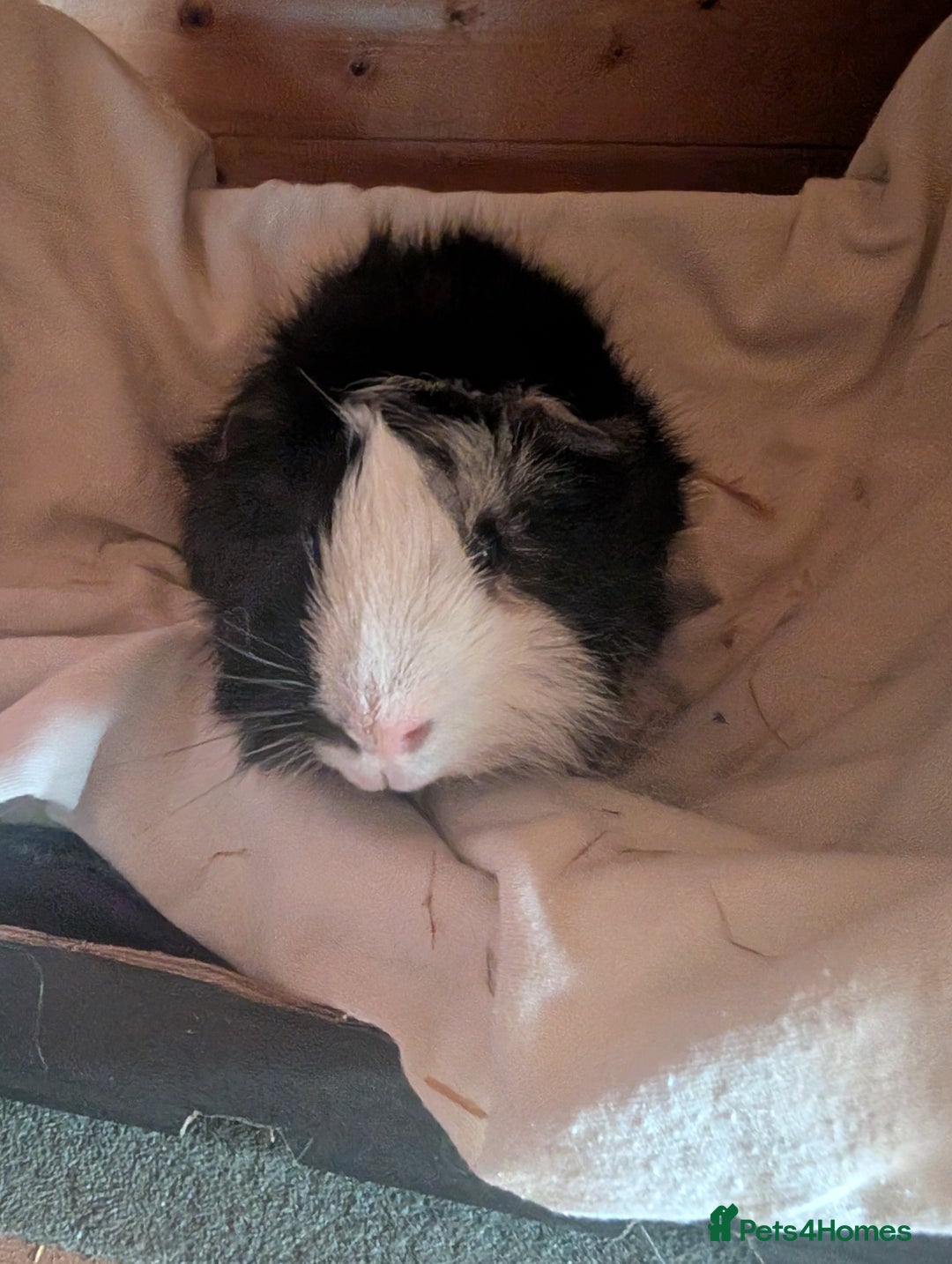 Guinea Pig rodents for sale: Guinea pigs for rehoming  - Advert 5
