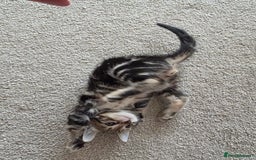 Bengal cats for sale: 2 Gorgeous Bengal x Short Hair kittens for sale - Image 8