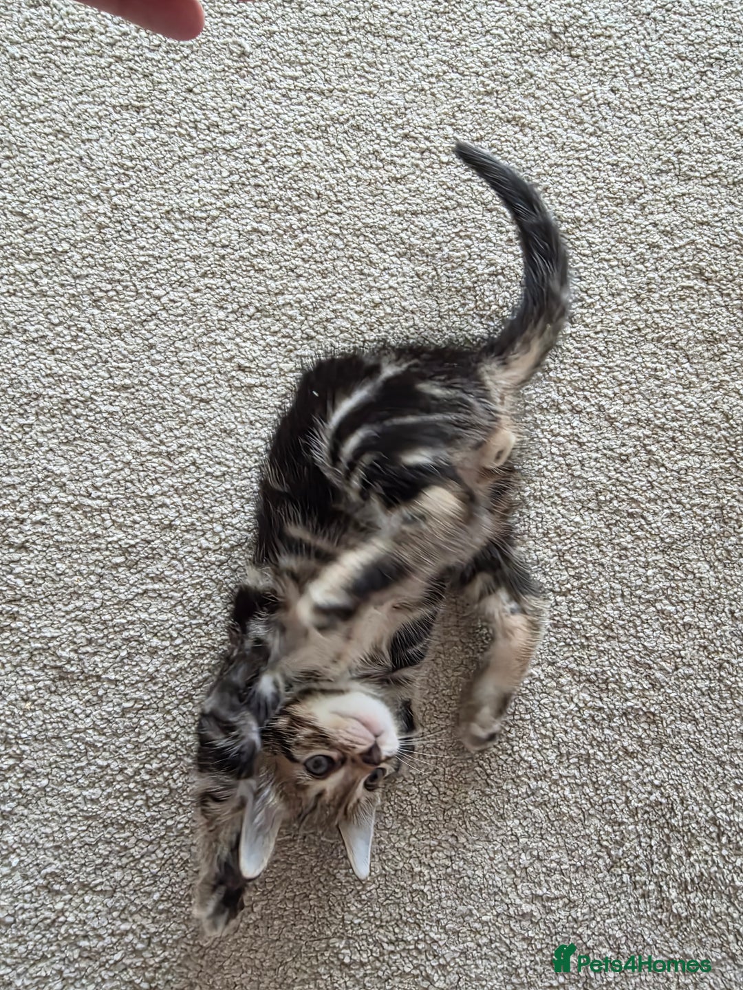 Bengal cats for sale: 2 Gorgeous Bengal x Short Hair kittens for sale - Image 8