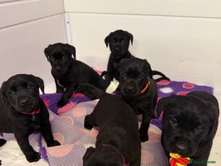 Labrador Retriever dogs Labradors 6 chunky black boys and 1 little girl - Advert 8