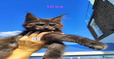 Maine Coon cats - Advert 8