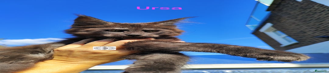 Ursa GIRL