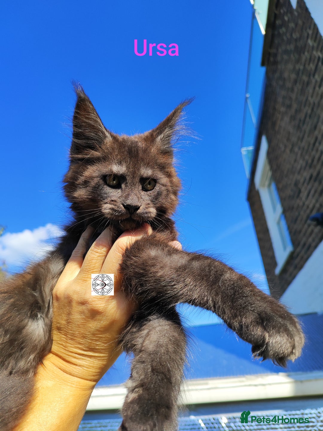 Maine Coon cats for sale: Black smoke XXL kittens  - Image 2