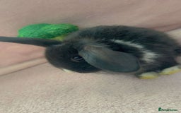 Mini Lion Lop rabbits for sale: Lion dutch lops - Image 3