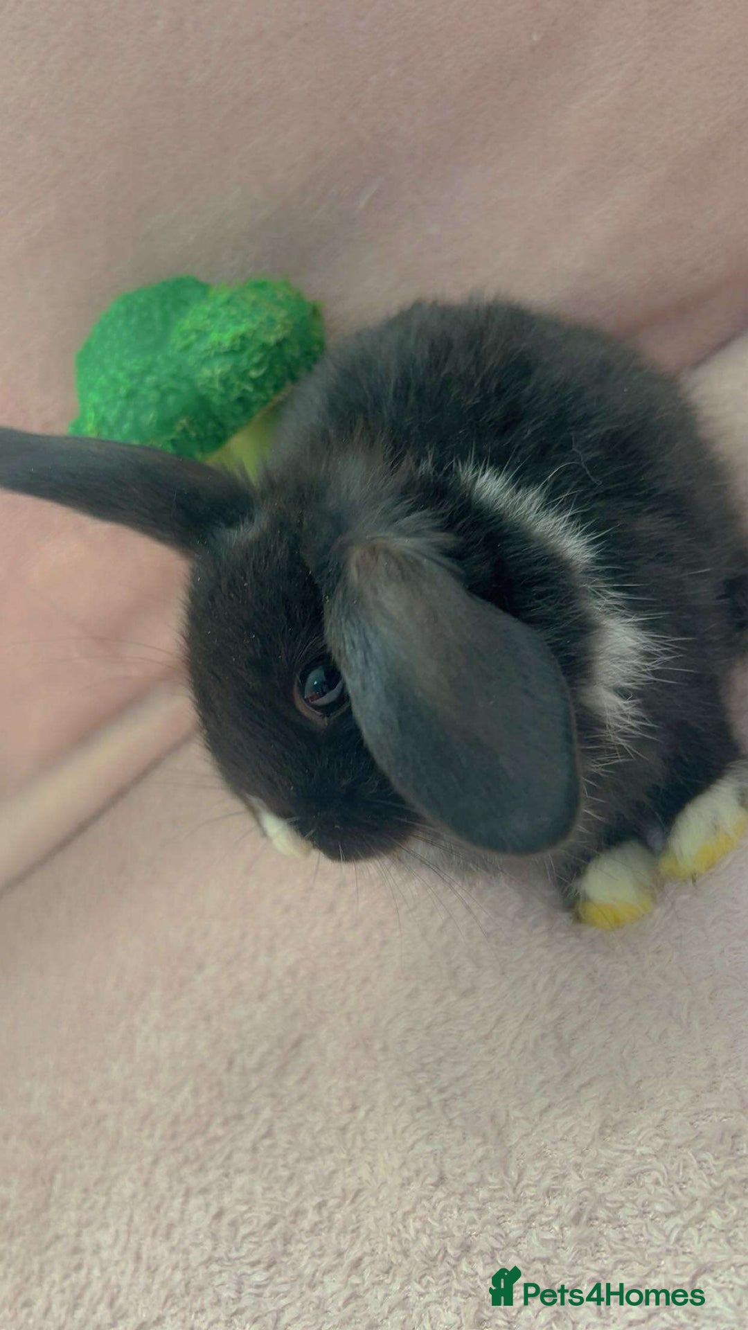 Mini Lion Lop rabbits for sale: Lion dutch lops - Image 3