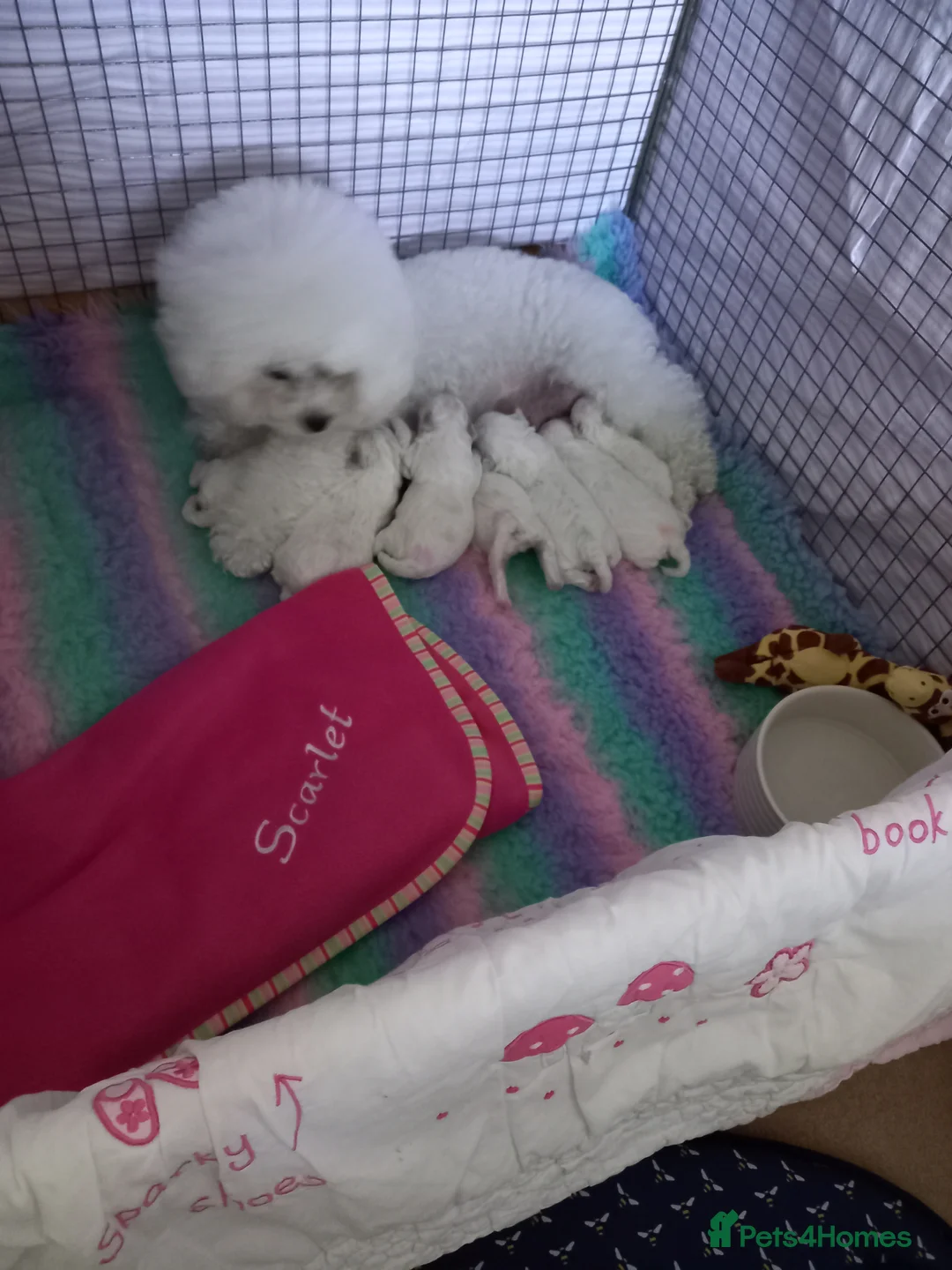Bichon Frise dogs for sale: Bichon Frise puppies in Crewe - Advert 2