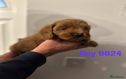 Cockapoo dogs for sale: DEEP RED COCKAPOOS READY NOW - Image 17