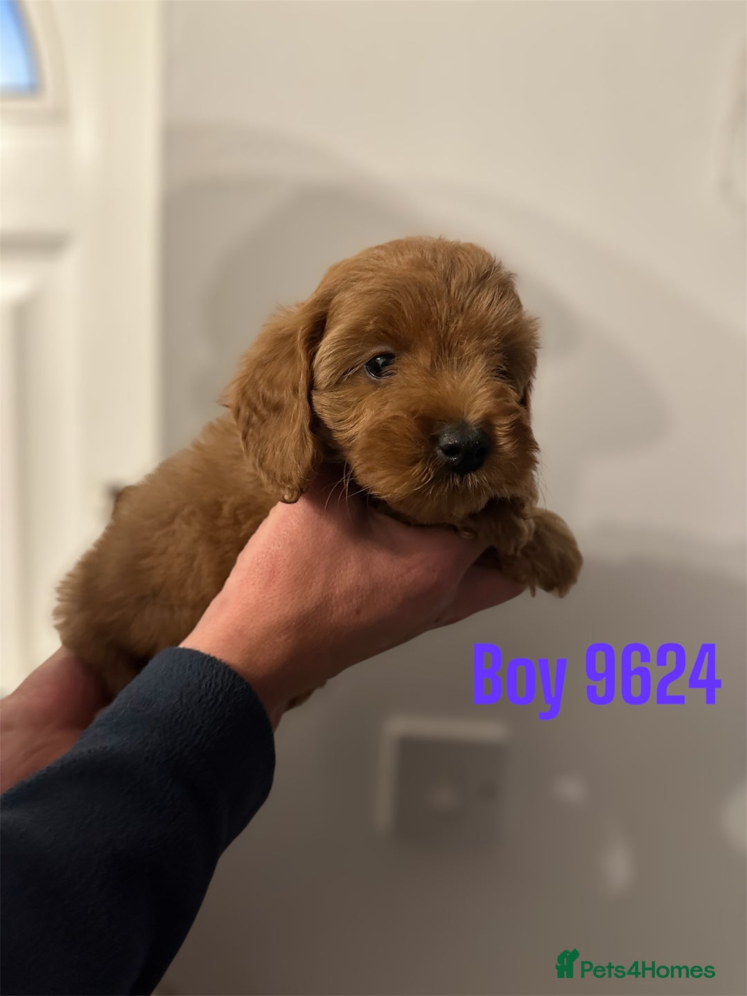 Cockapoo dogs for sale: DEEP RED COCKAPOOS READY NOW - Image 17