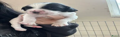English Springer Spaniel 3