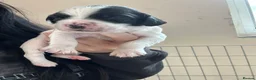 English Springer Spaniel dogs for sale:  springer spaniels pups for sale  - Advert 8