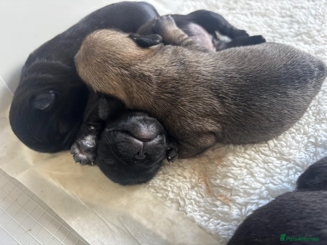 Pug dogs for sale: 🐾 Stunning Pug puppies 🐾 in Wigan - Advert 2