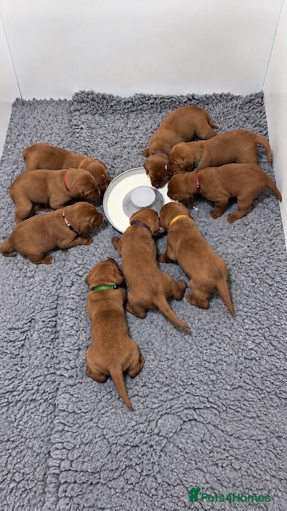 Labrador Retriever dogs KC Registered Labrador Pups - Advert 2