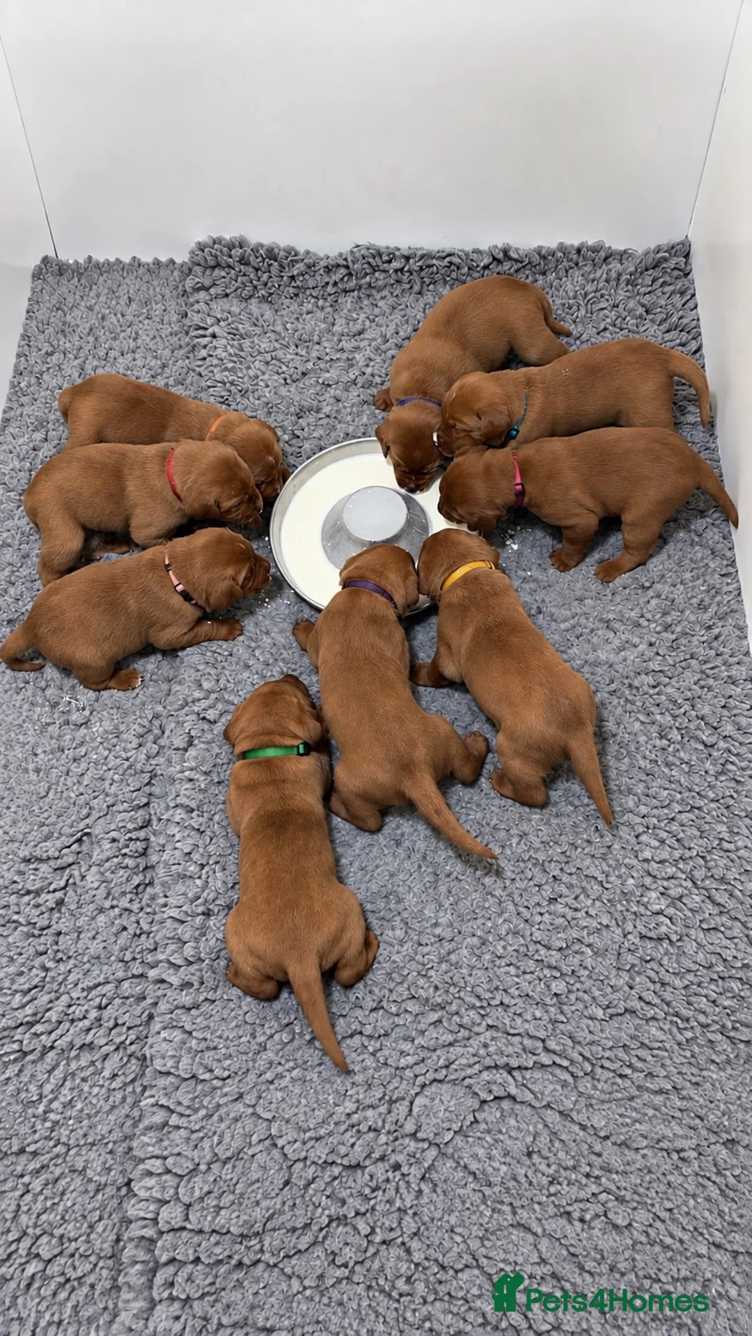 Labrador Retriever dogs for sale: KC Registered Labrador Pups in Cheltenham - Advert 2
