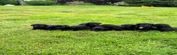 Springador dogs for sale: Springador Puppies in Insch - Advert 7