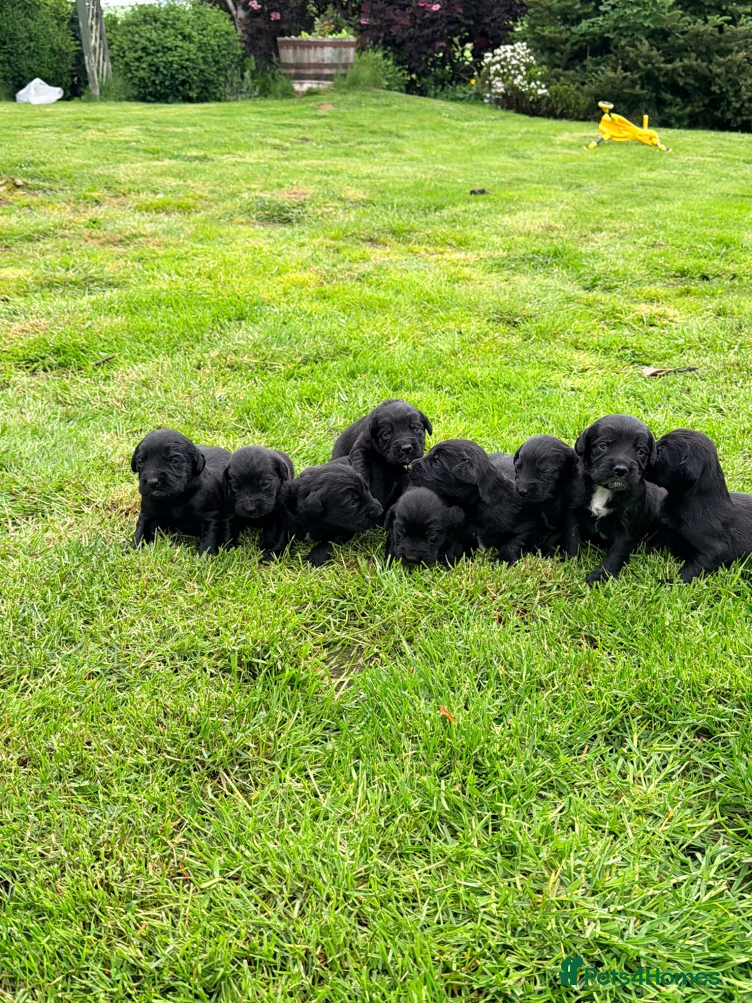 Springador dogs for sale: Springador Puppies - Advert 19