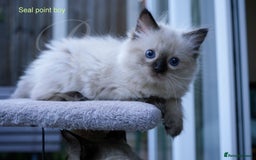 Ragdoll cats for sale: Stunning GCCF Registered Heart Melting Affection - Image 8
