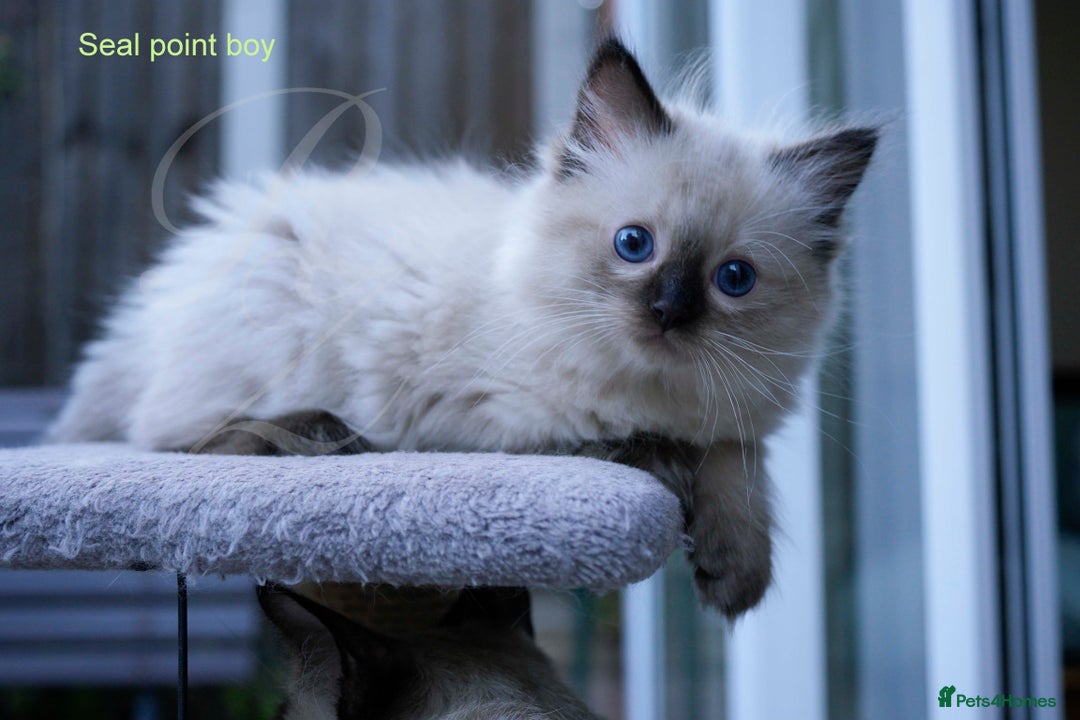 Ragdoll cats for sale: Stunning GCCF Registered Heart Melting Affection - Image 8