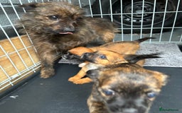 Cairn Terrier dogs for sale: Cairn terrier puppies  - Image 5