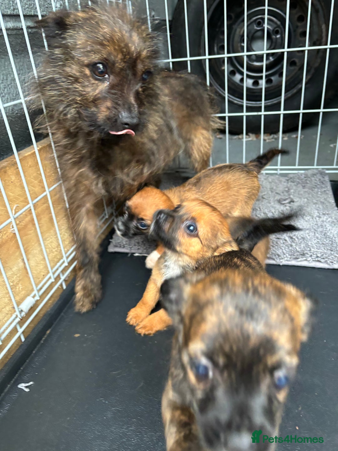 Cairn Terrier dogs for sale: Cairn terrier puppies  - Image 5