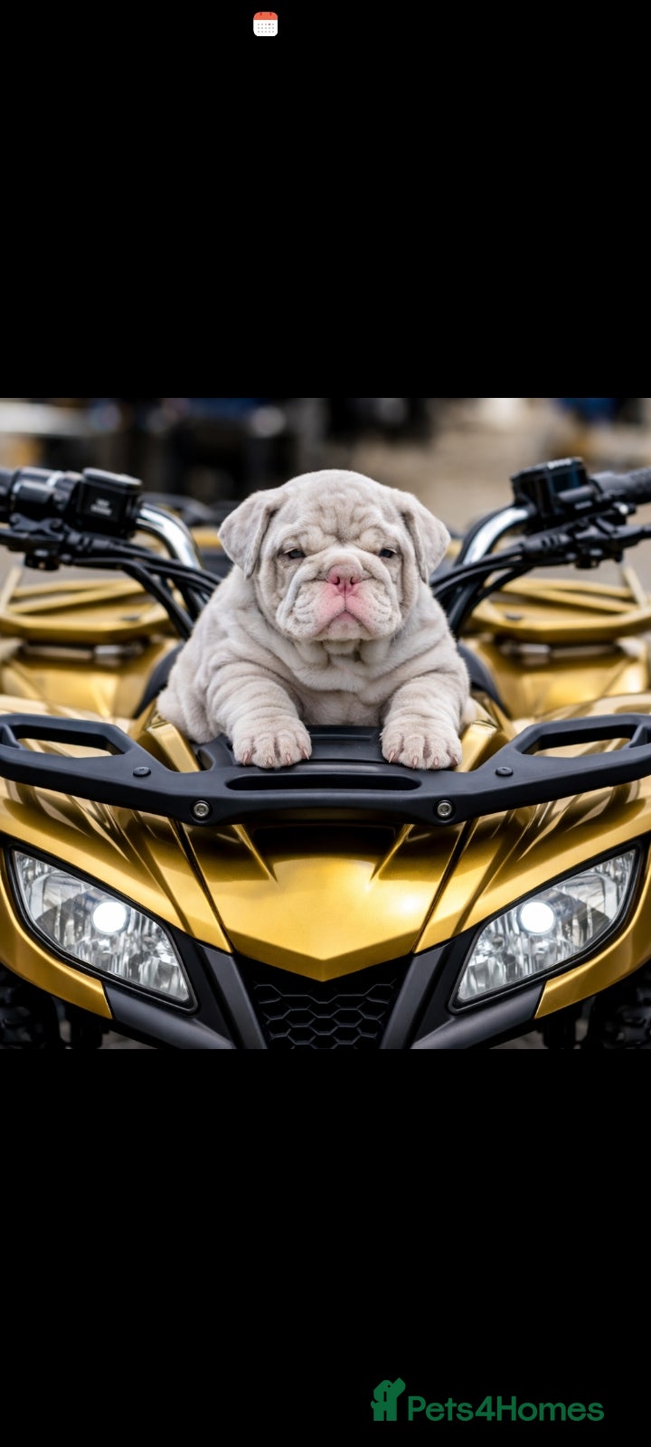 English Bulldog dogs 3 AVAILABLE VERY CHUNKY - Advert 2