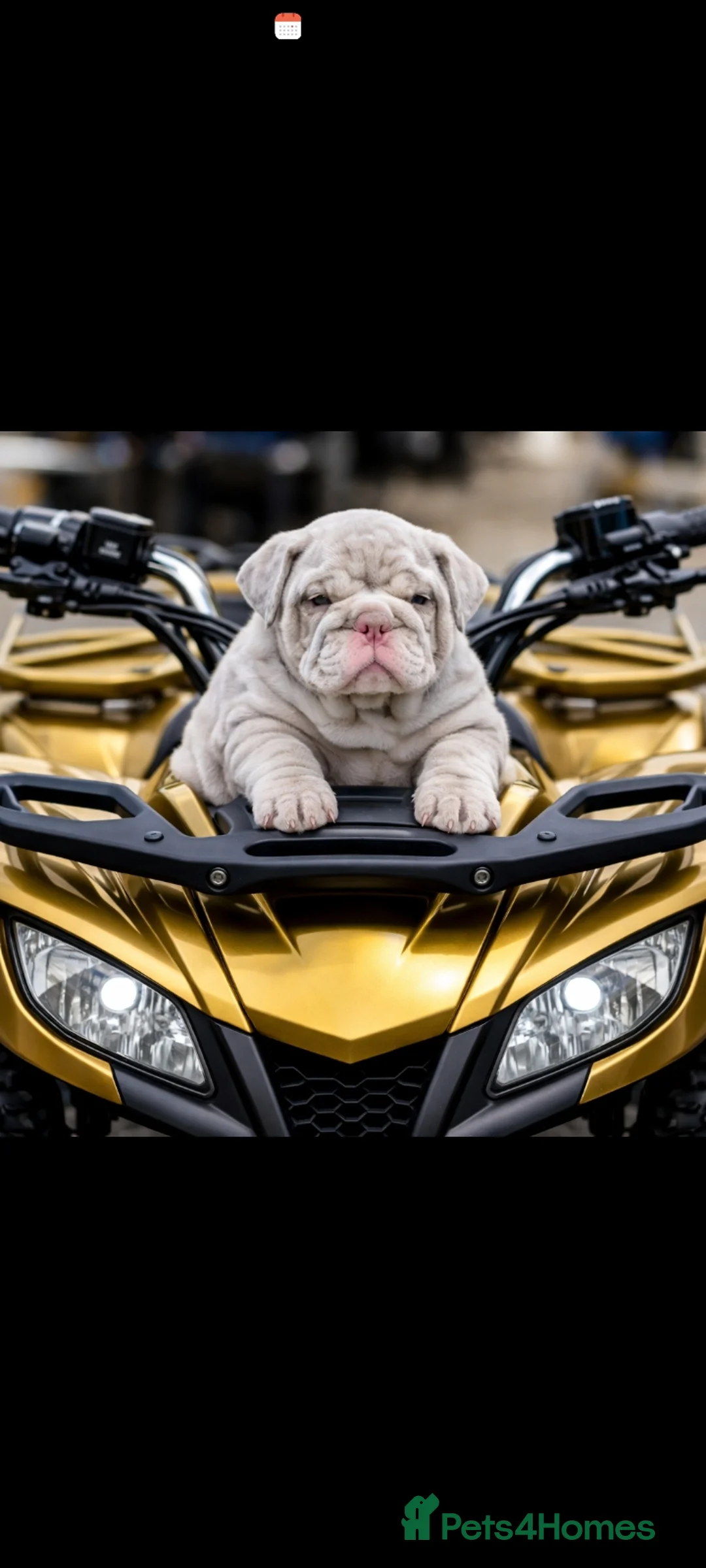 English Bulldog dogs for sale: 3 AVAILABLE VERY CHUNKY - Advert 2