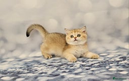 British Shorthair cats for sale: Excellent Scottish straight and fold kittens - Image 2