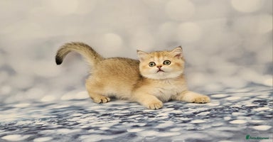 British Shorthair cats - Advert 14