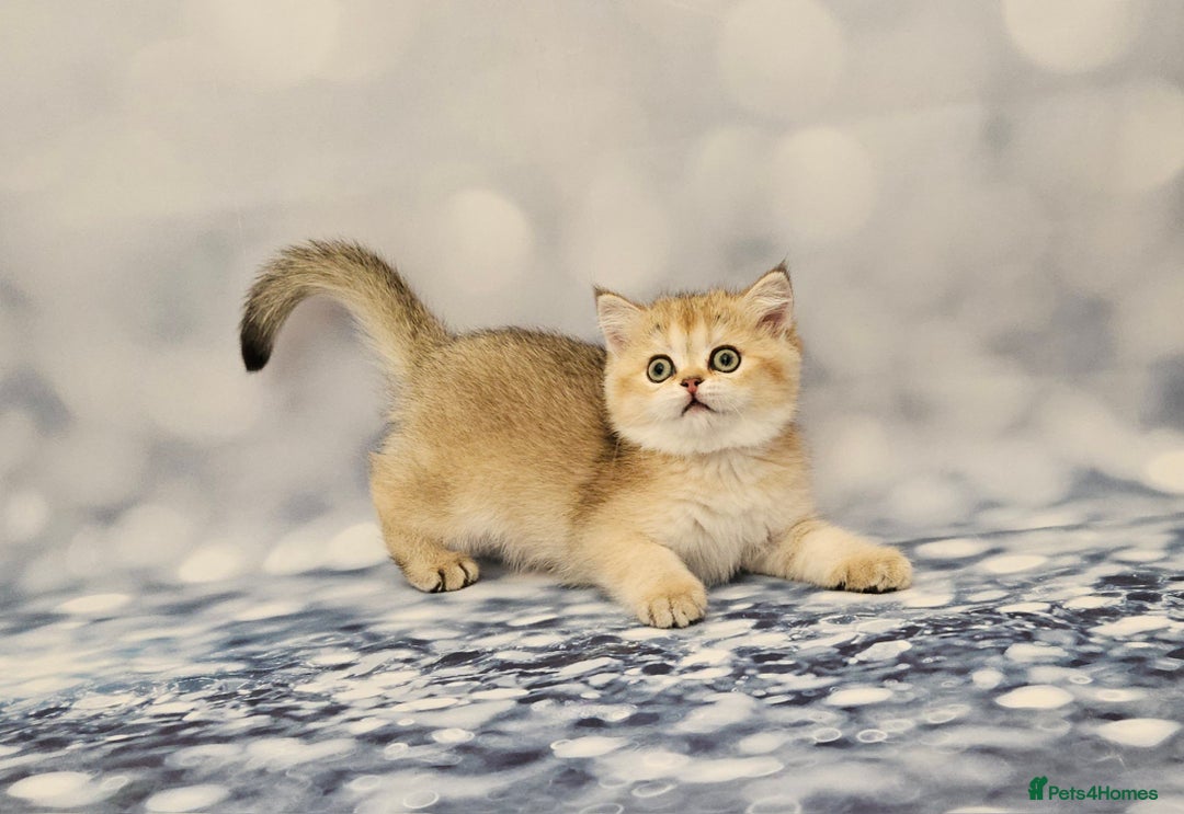 British Shorthair cats for sale: Excellent Scottish straight and fold kittens - Image 2