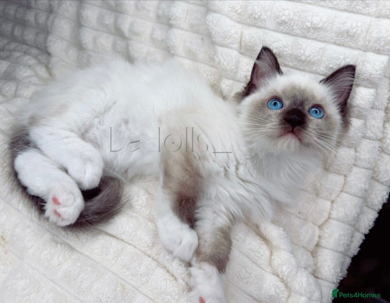 Ragdoll cats Last beautiful Female Available ready to go xx  - Advert 1