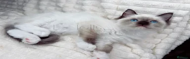 Ragdoll Kitten 7