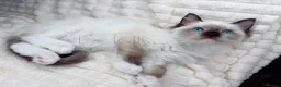 Ragdoll cats for sale: Stunning Blue Eyed Ragdoll Girl Ready Now  - Advert 1