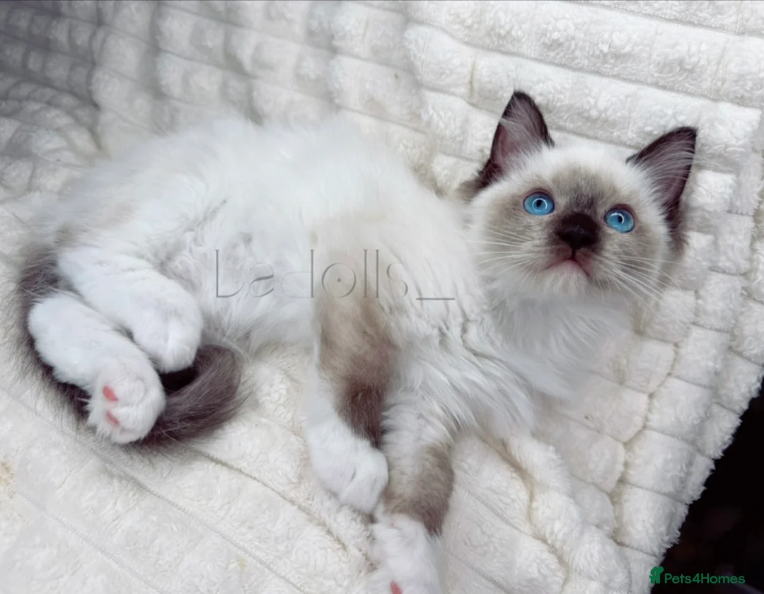 Ragdoll cats for sale: Stunning Blue Eyed Ragdoll Girl Ready Now  - Advert 1