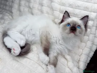 Ragdoll cats Last beautiful Female Available ready to go xx - Advert 1