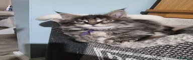 Maine Coon 1
