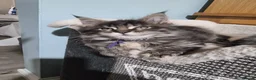 Maine Coon cats for sale: Pedigree GCCF Registered Maine Coon Kittens - Advert 7