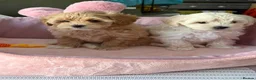 Maltipoo dogs for sale: Maltipoo Puppies for sale  - Advert 11
