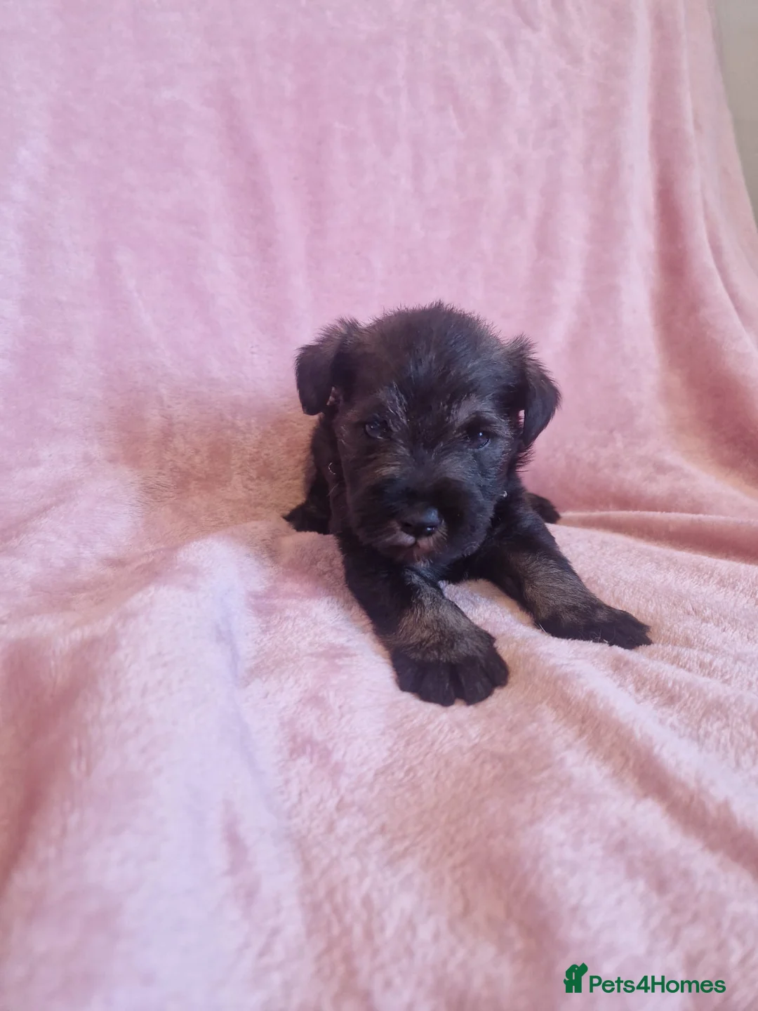 Miniature Schnauzer dogs for sale: Gorgeous miniature schnauzer puppies  - Advert 1