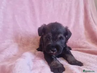 Miniature Schnauzer dogs Gorgeous miniature schnauzer puppies - Advert 5