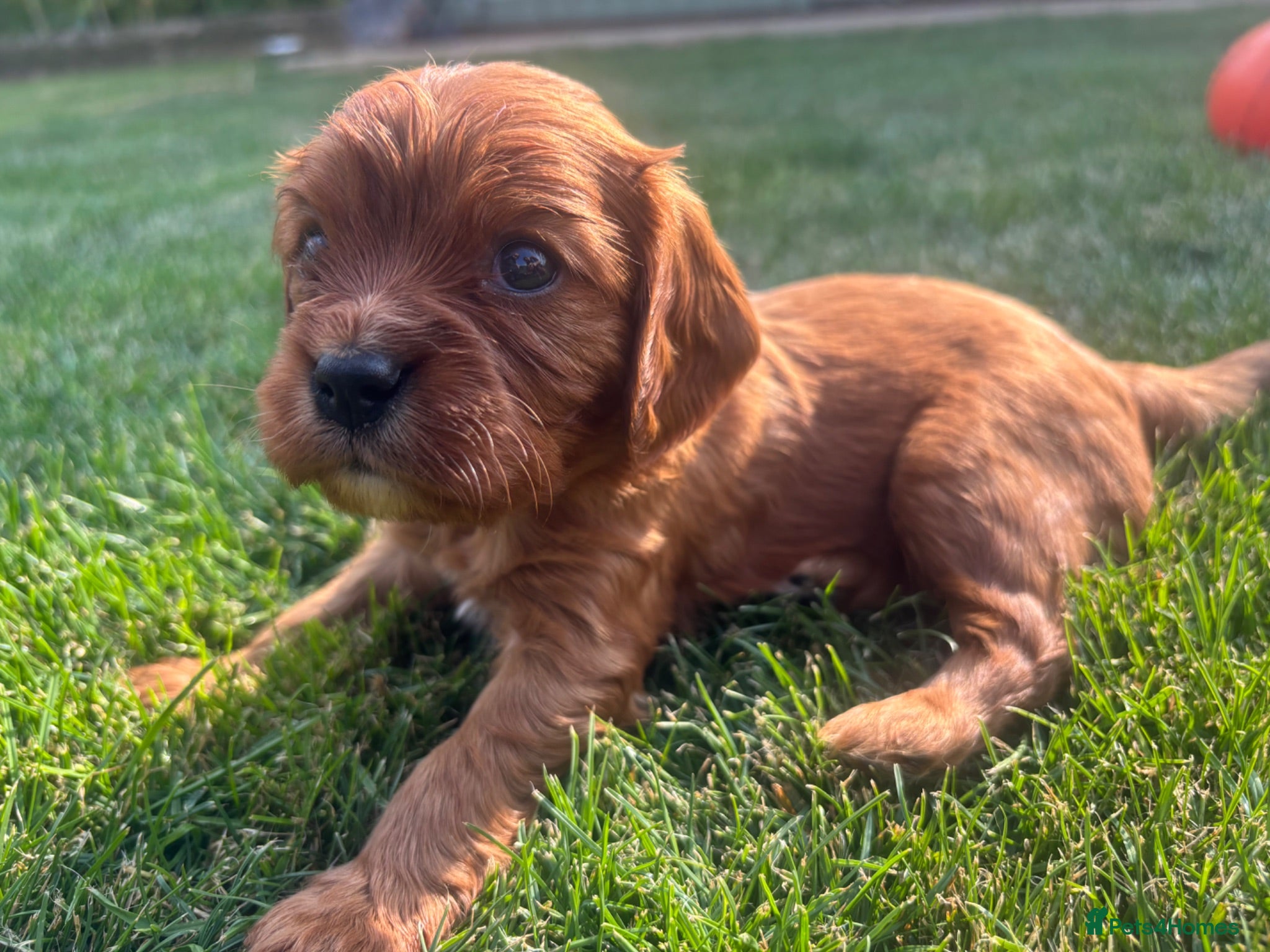 Cavalier King Charles Spaniel dogs Beautiful KC reg CKCS litter 💛  - Advert 2