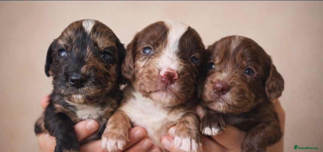 Cocker Spaniel dogs 🐾 Stunning merle Cocker Spaniels🐾  - Advert 2