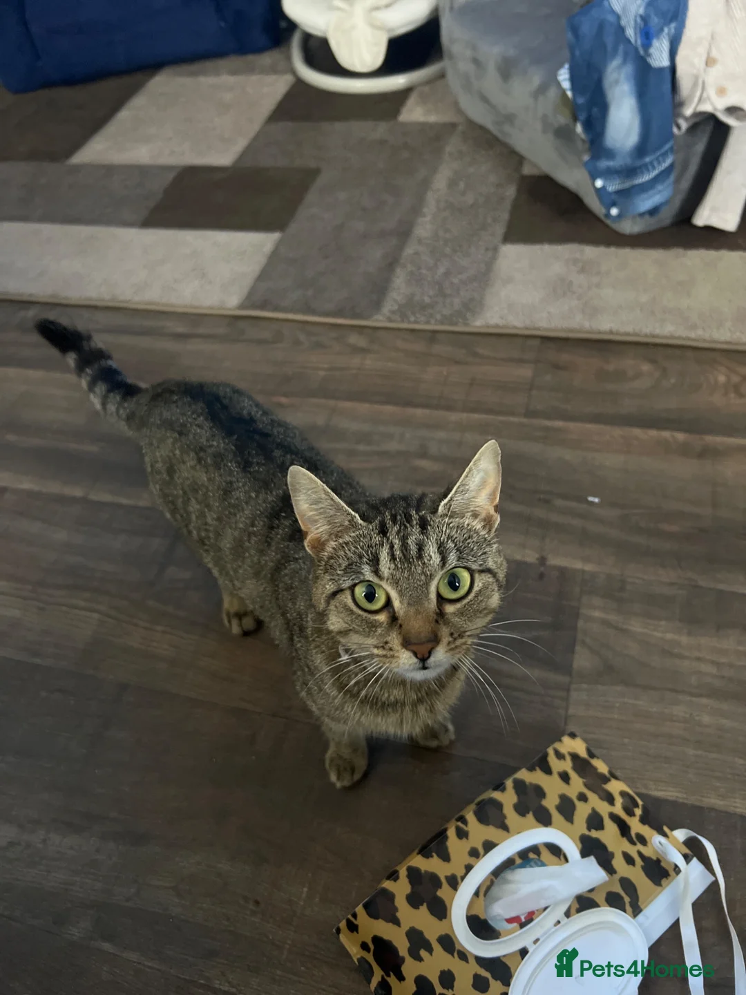 Mixed Breed cats for sale: Beautiful litter of kittens  - Advert 1