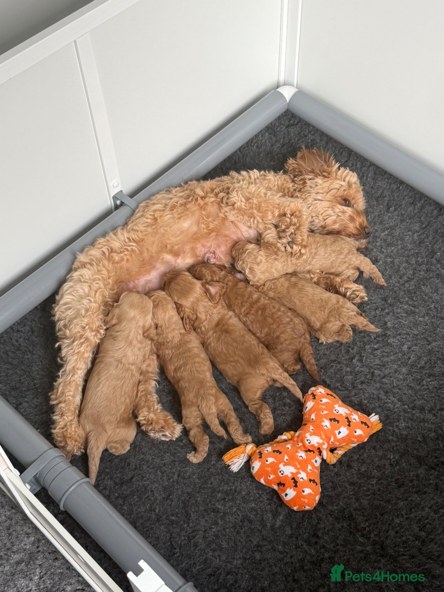 Cockapoo dogs Toy Cockapoo Puppies Looking for Forever Homes! - Advert 11