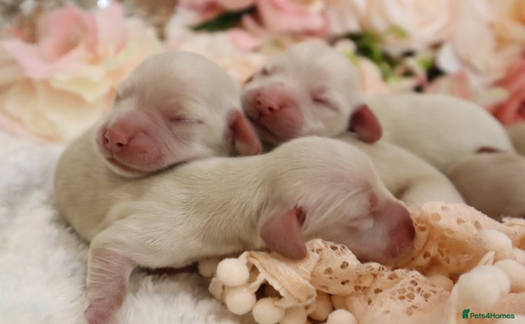 Miniature Dachshund dogs - Advert 15