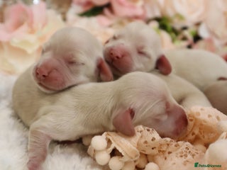 Miniature Dachshund dogs - Advert 1